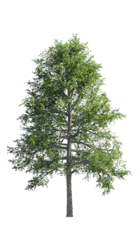 a green tree on a black background